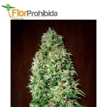 ORIENT EXPRESS (Ace Seeds)