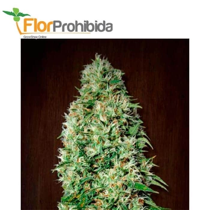 ORIENT EXPRESS (Ace Seeds)