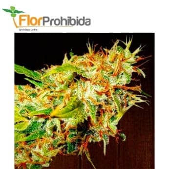 ZAMALDELICA (Ace Seeds)