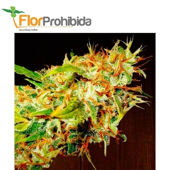 ZAMALDELICA (Ace Seeds)