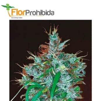 PANAMA HAZE (Ace Seeds)