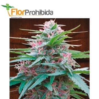 PANAMA (Ace Seeds)