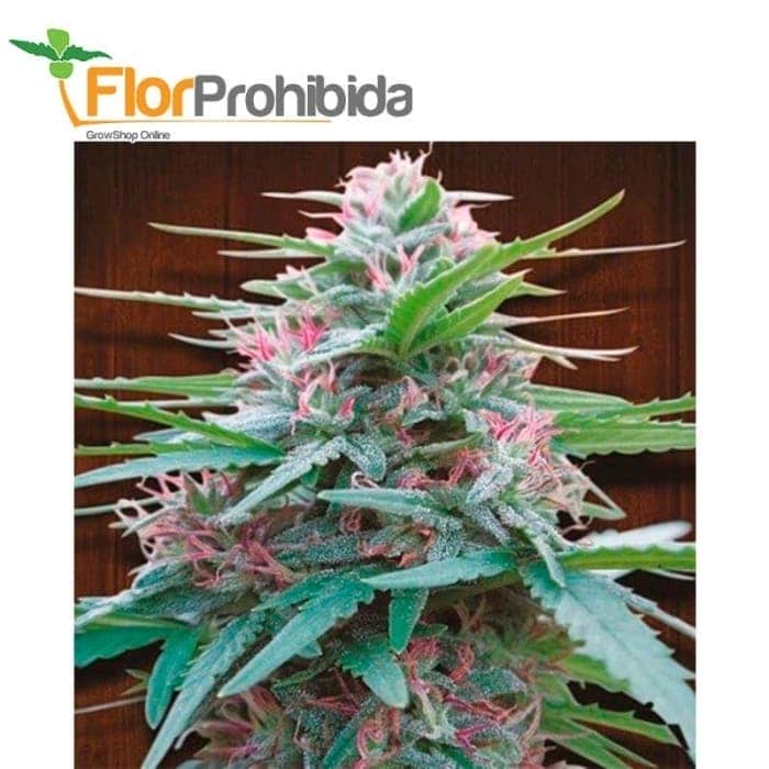 PANAMA (Ace Seeds)