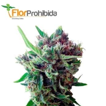 AUTO ZAMALDELICA (Ace Seeds)