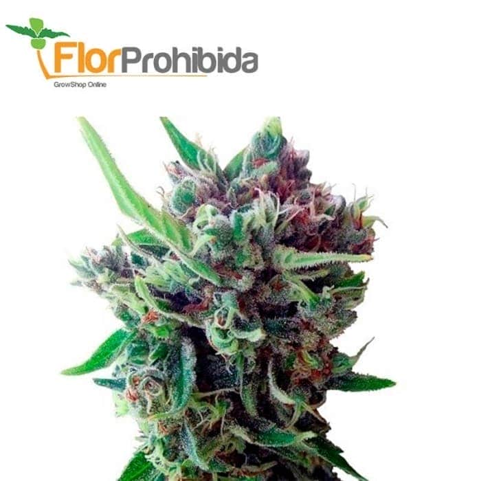 AUTO ZAMALDELICA (Ace Seeds)