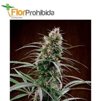 CONGO (Ace Seeds)