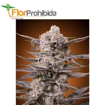 WATERMELON OG (Advanced Seeds)