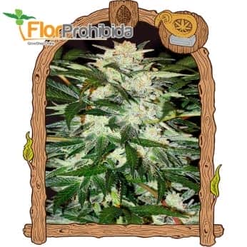 AUTO MONSTER MASH (Exotic Seeds Beautiful)