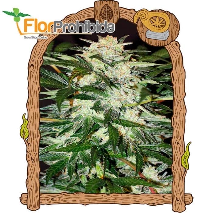 AUTO MONSTER MASH (Exotic Seeds Beautiful)