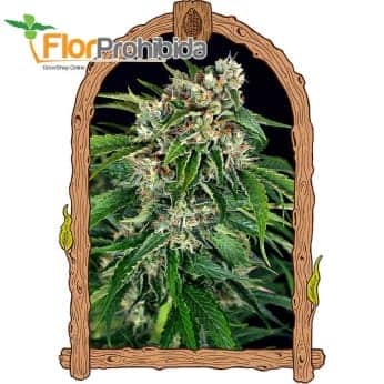 AUTO SIR JACK PURE CBD (Exotic Seeds Beautiful)