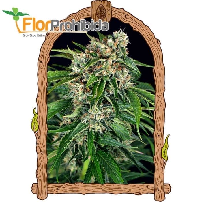 AUTO SIR JACK PURE CBD (Exotic Seeds Beautiful)