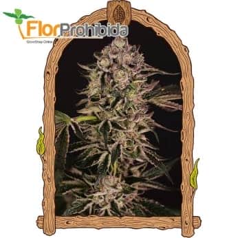 QUICK SHERBET (Exotic Seeds Beautiful)