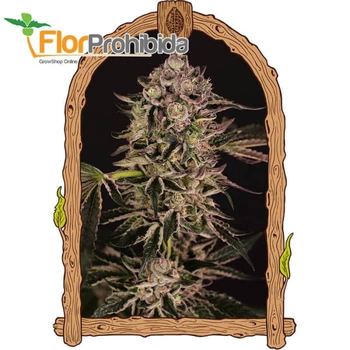 QUICK SHERBET (Exotic Seeds Beautiful)