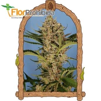 AUTO HERZ OG (Exotic Seeds Beautiful)