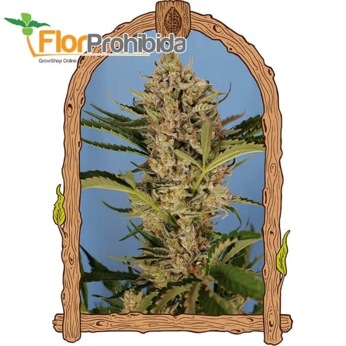 AUTO HERZ OG (Exotic Seeds Beautiful)