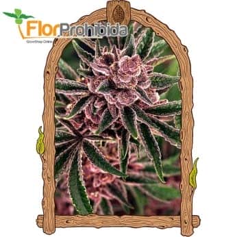 TROPICAL FUEL (Exotic Seeds Beautiful)