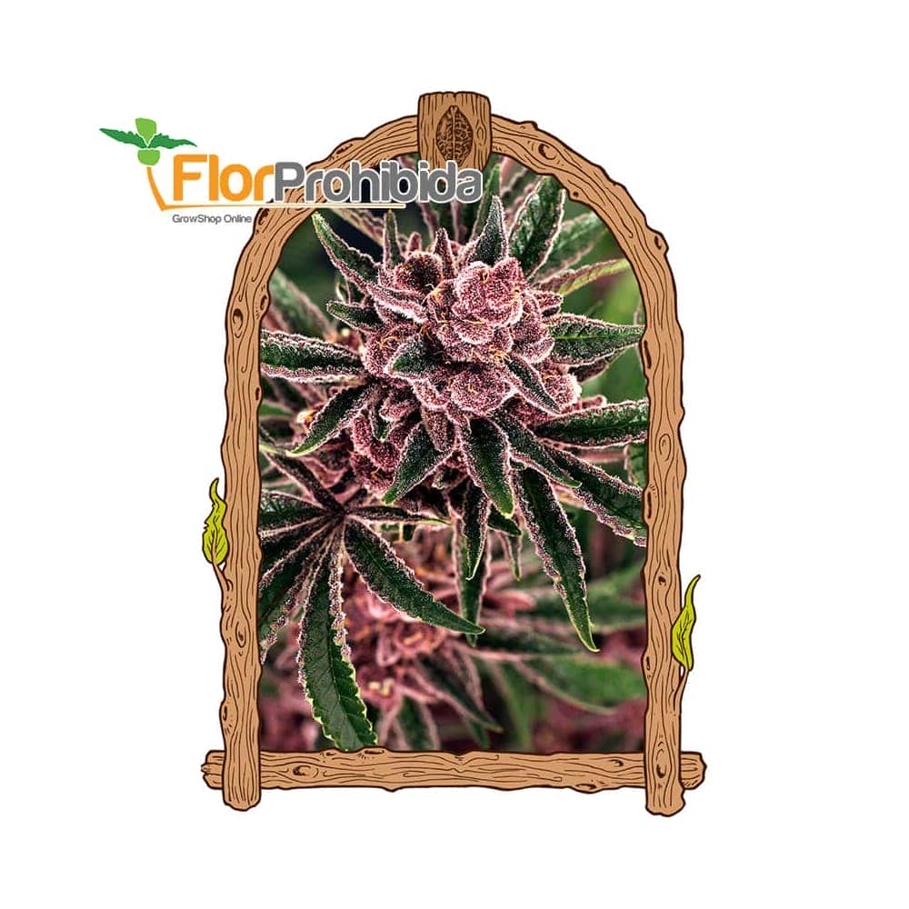 TROPICAL FUEL (Exotic Seeds Beautiful)