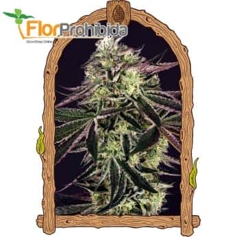 PURPLE SHOT (Exotic Seeds Beautiful)