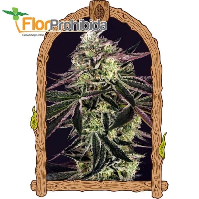 PURPLE SHOT (Exotic Seeds Beautiful)