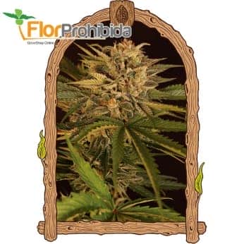 DR GREENMAN PURE CBD (Exotic Seeds Beautiful)
