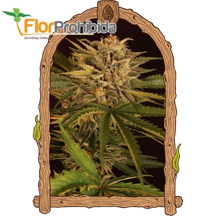 DR GREENMAN PURE CBD (Exotic Seeds Beautiful)