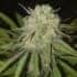 AUTO CRITICAL KUSH XXL (Narcotik Seeds) Semillas autoflorecientes de marihuana