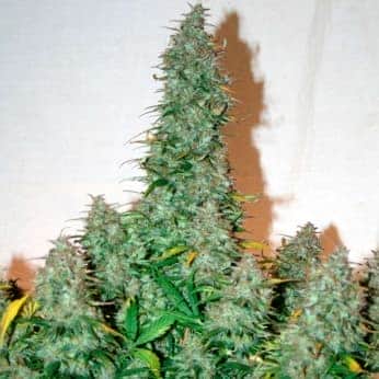 AUTO BRUCE BANNER (Narcotik Seeds)