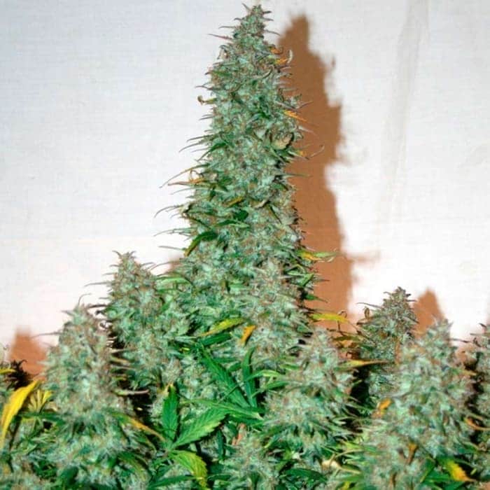 Auto Bruce Banner (Narcotik Seeds) - Semillas autoflorecientes