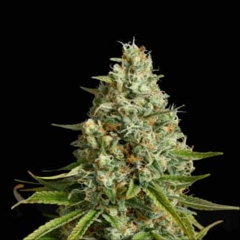 AMNESIA LEMON DE SILENT SEEDS - Semillas de marihuana feminizadas