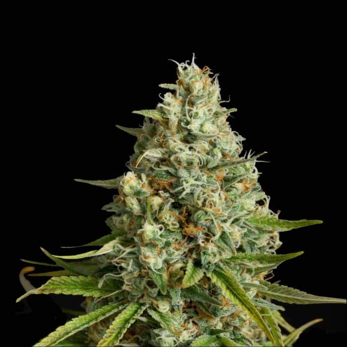 AMNESIA LEMON DE SILENT SEEDS - Semillas de marihuana feminizadas