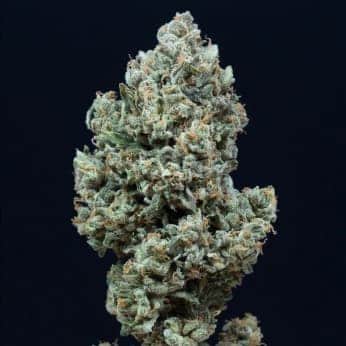 AUTO CRITICAL + 2.0 DE SILENT SEEDS - Semillas autoflorecientes feminizadas