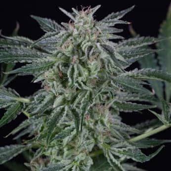 AUTO CRITICAL JACK SILENT SEEDS