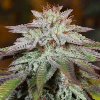 AUTO LA VANILLA SILENT SEEDS