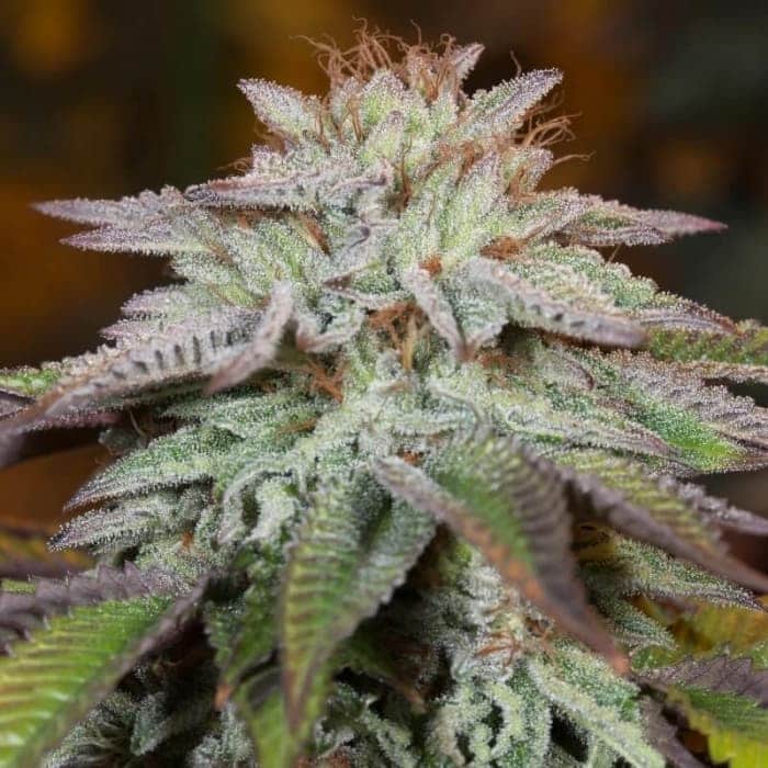 AUTO LA VANILLA SILENT SEEDS