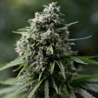 PERFIL DE TERPENOS DE CRITICAL+ 20 (Silent Seeds)