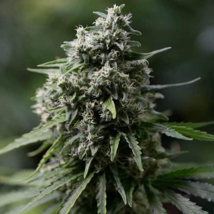 PERFIL DE TERPENOS DE CRITICAL+ 20 (Silent Seeds)