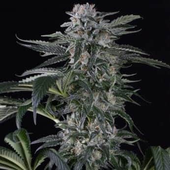 AUTO MOBY DICK SILENT SEEDS - SEMILLAS AUTOFLORECIENTES DE MARIHUANA