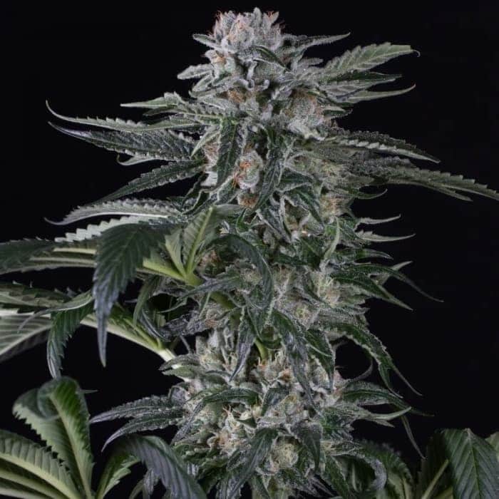 AUTO MOBY DICK SILENT SEEDS - SEMILLAS AUTOFLORECIENTES DE MARIHUANA