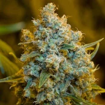 CRITICAL JACK (Silent seeds) SEMILLAS DE MARIHUANA FEMINIZADAS