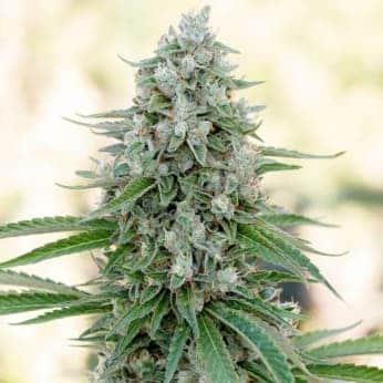 CRITICAL MANGO (Silent Seeds) SEMILLAS DE MARIHUANA FEMINIZADAS