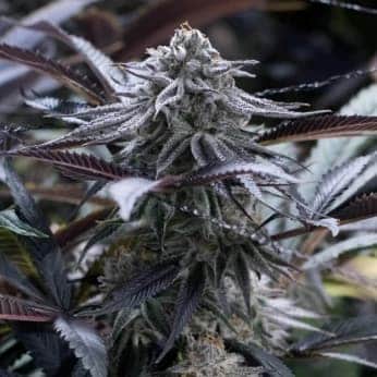 GRAPE JUICE (Silent Seeds)