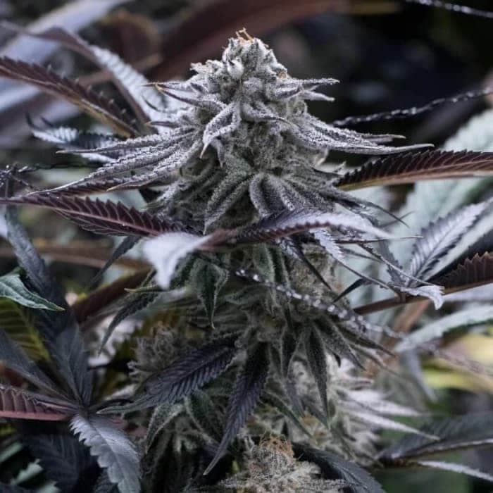 GRAPE JUICE (Silent Seeds)
