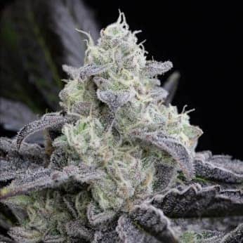 LA VANILLA CAKE (Silent Seeds)