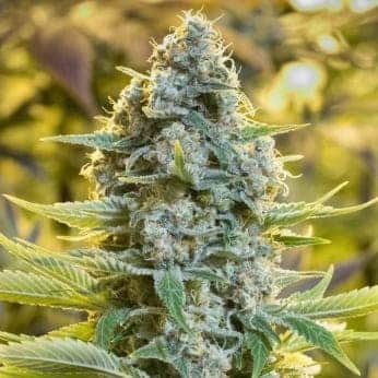 MOBY DICK (Silent Seeds) SEMILLA FEMINIZADAS DE MARIHUANA