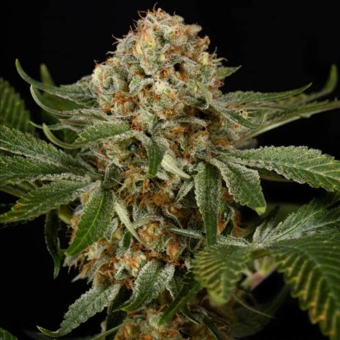 OG KUSH (Silent Seeds)