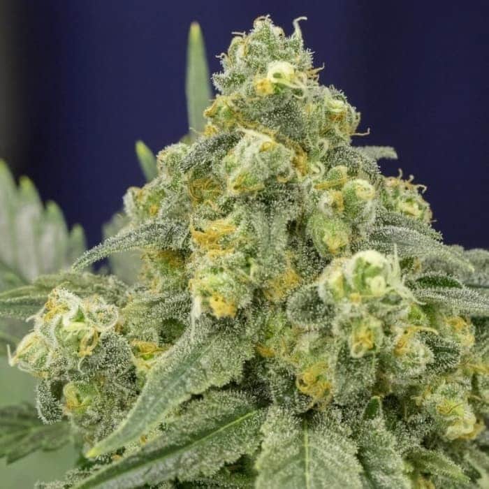 WHITE WIDOW (Silent Seeds)