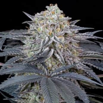 WATERMELON (Silent Seeds)