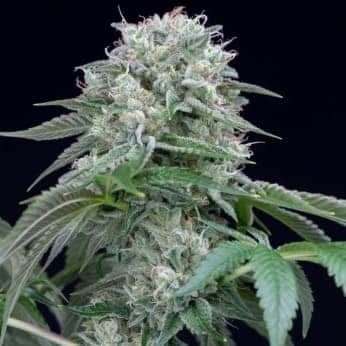 STARFIRE OG (Silent Seeds)