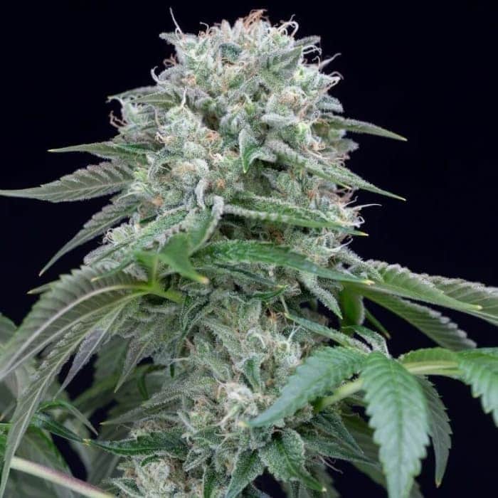 STARFIRE OG (Silent Seeds)