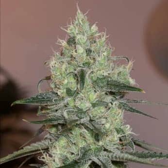 ORIGINAL AMNESIA (Silent Seeds) SEMILLAS DE MARIHUANA FEMINIZADAS
